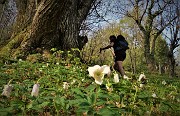 21 Anemone nemorosa (Anemonoides nemorosa) nel sottobosco del castagneto